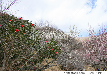 Camellias and plum blossoms in Yugawara, Kanagawa Prefecture 128523940