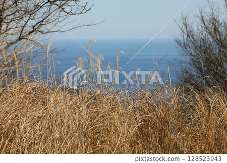 Sagami Bay as seen from the top of Makuyama in Kanagawa Prefecture 128523943