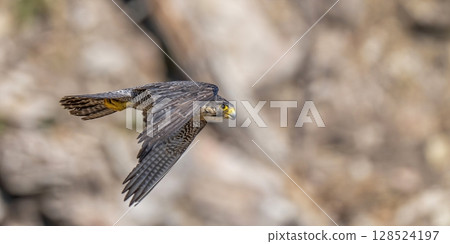 一隻年輕的遊隼在懸崖上悠閒地飛翔 一隻年輕的遊隼在懸崖上悠閒地飛翔 128524197