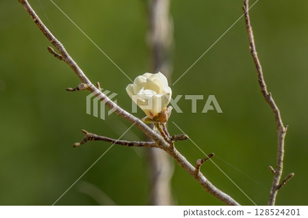 Magnolia flowers shining in the sunlight Magnolia flowers shining in the sunlight 128524201