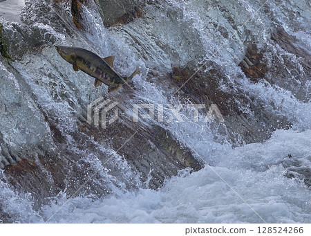 Salmon swimming upstream jumping Salmon swimming upstream jumping 128524266