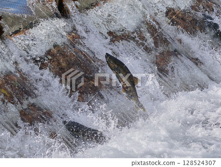 Salmon swimming upstream jumping Salmon swimming upstream jumping 128524307
