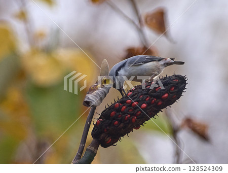 Nuthatch, Magnolia, Fruit, Autumn 128524309