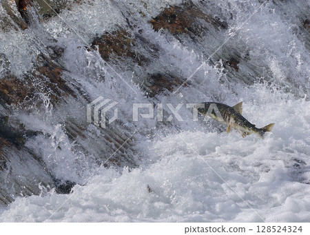 鮭魚逆流跳躍 128524324