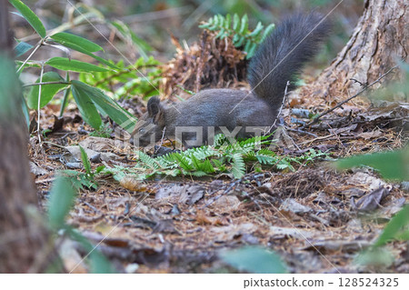 Ezolith墜落 Ezolith墜落 128524325