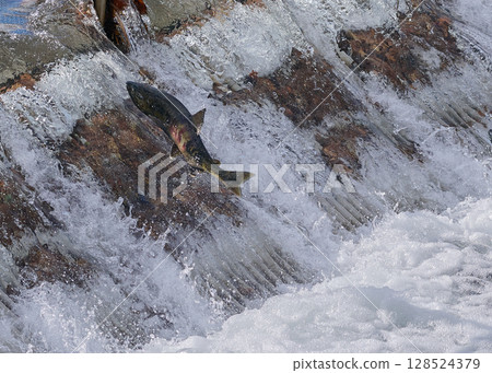 Salmon swimming upstream jumping Salmon swimming upstream jumping 128524379