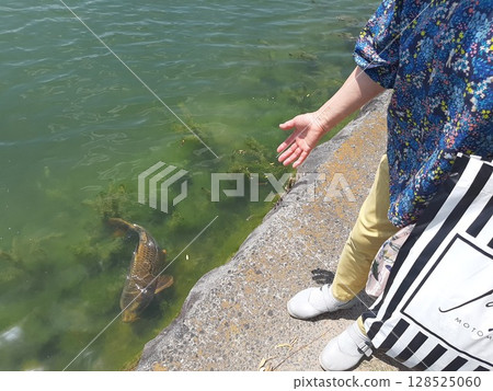 Woman's hand and carp, carp in the river Woman's hand and carp, carp in the river 128525060