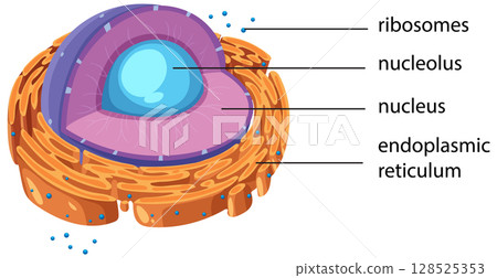 Detailed Vector Illustration of an Animal Cell Structure Detailed Vector Illustration of an Animal Cell Structure 128525353