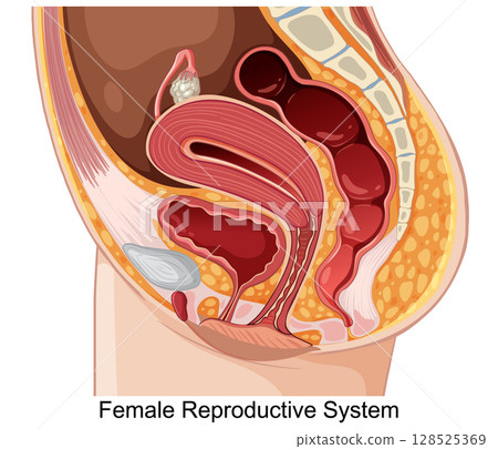 Detailed Female Reproductive System Vector Illustration 128525369