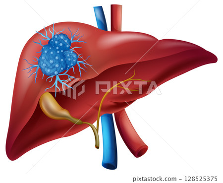Detailed Vector Illustration of Human Liver Anatomy 128525375
