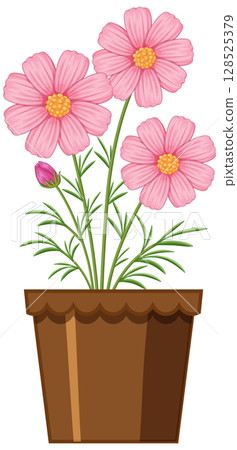 Pink Cosmos Flowers in a Brown Pot Pink Cosmos Flowers in a Brown Pot 128525379