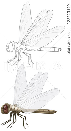Detailed Dragonfly Vector Illustration with Transparent Wings 128525390
