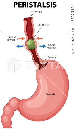 Peristalsis Process in Human Digestive System Illustration Peristalsis Process in Human Digestive System Illustration 128525394
