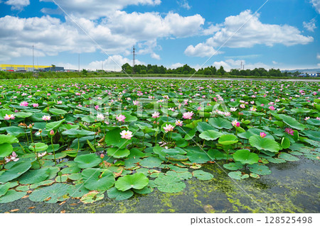 Blooming Komarov lotus field in Primorsky Krai, Far East Russia. Wide view of pink flowers and green leaves under blue summer sky with clouds. Blooming Komarov lotus field in Primorsky Krai, Far East Russia. Wide view of pink flowers and green leaves under blue summer sky with clouds. 128525498