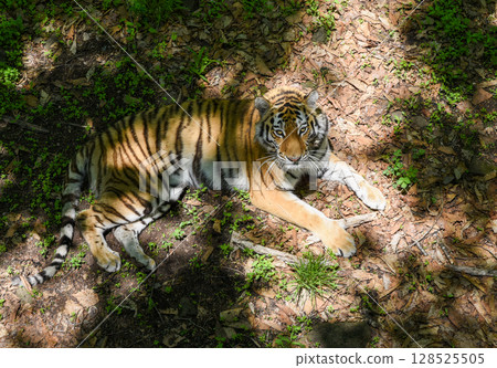 Female Amur tiger lies on forest floor in Primorsky Krai, blending into shade and grass. A symbol of strength and grace in the wild Russian Far East. Female Amur tiger lies on forest floor in Primorsky Krai, blending into shade and grass. A symbol of strength and grace in the wild Russian Far East. 128525505