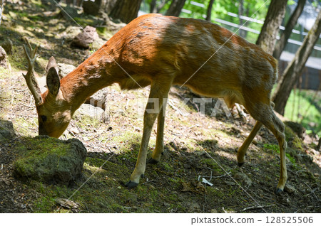 European roe deer buck with growing antlers grazes on a forest slope. Sunlight highlights its fur, showing seasonal shedding and slender body. 128525506
