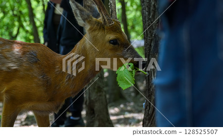 Close-up of a European roe deer eating green leaves in a forest. The young buck has developing antlers and stands near people in the shaded woods. 128525507