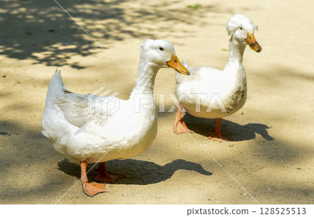 Two white Pekin crested ducks stand side by side, slightly turned, looking at the camera. Bright sunlight highlights their fluffy crests and clean feathers. Two white Pekin crested ducks stand side by side, slightly turned, looking at the camera. Bright sunlight highlights their fluffy crests and clean feathers. 128525513