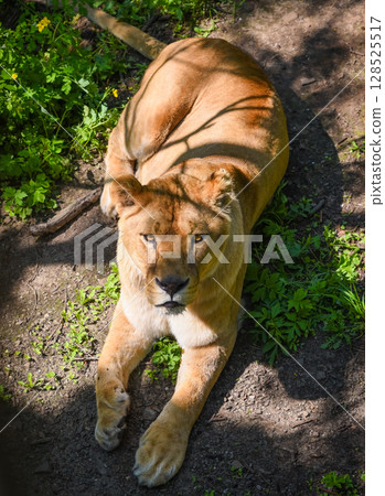 A lioness lies on sunlit ground surrounded by greenery in Primorsky Krai, Russian Far East. Her gaze is calm and intense under patches of light and shadow. A lioness lies on sunlit ground surrounded by greenery in Primorsky Krai, Russian Far East. Her gaze is calm and intense under patches of light and shadow. 128525517