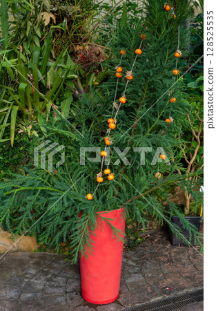 DIY Christmas decoration with artificial mandarin garland on Cryptomeria japonica, from the Cupressaceae family. Festive handmade holiday decor idea 128525535