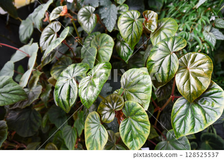 Close-up of Peperomia caperata foliage with textured, heart-shaped green leaves featuring deep veins and hints of bronze, grown in lush indoor conditions. 128525537