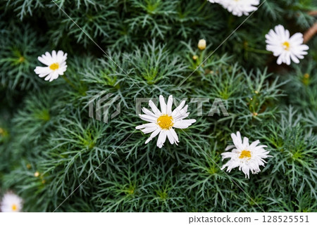 Blooming white Argyranthemum frutescens with yellow center and finely divided green leaves, growing in dense bush on garden bed in summer. Blooming white Argyranthemum frutescens with yellow center and finely divided green leaves, growing in dense bush on garden bed in summer. 128525551