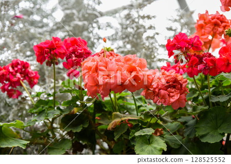 Colorful Pelargonium zonale flowers in shades of coral and red blooming in clusters among green leaves, growing in a garden under soft sunlight. 128525552