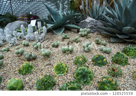A variety of desert plants including Echeveria, Euphorbia, Opuntia, and Agave growing in a gravel garden under a glass dome in a botanical conservatory. A variety of desert plants including Echeveria, Euphorbia, Opuntia, and Agave growing in a gravel garden under a glass dome in a botanical conservatory. 128525559