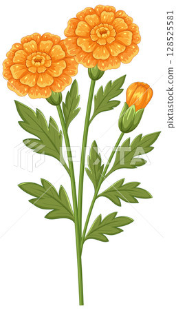 Vibrant Marigold Illustration with Detailed Leaves 128525581