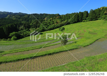 Scenery with rice terraces 128526248