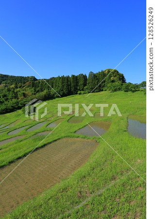 Scenery with rice terraces 128526249
