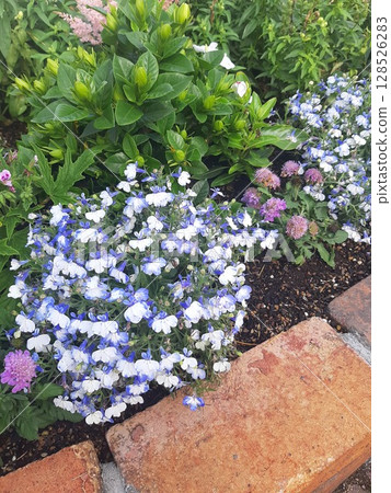 花壇裡的紫色花朵 128526283