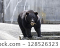 大亞洲黑熊 128526323