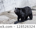 大亞洲黑熊 128526324