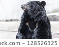 大亞洲黑熊 128526325