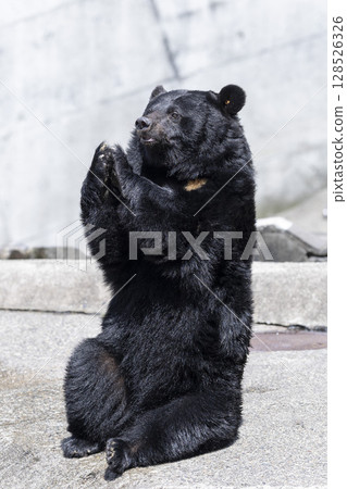 Asiatic black bear wants a snack 128526326