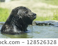棕熊洗澡 128526328