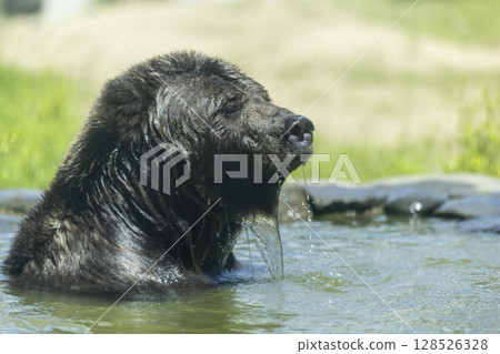 Brown bear bathing 128526328