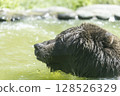 棕熊洗澡 128526329