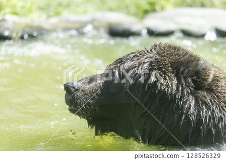 Brown bear bathing 128526329
