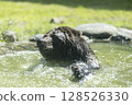棕熊洗澡 128526330