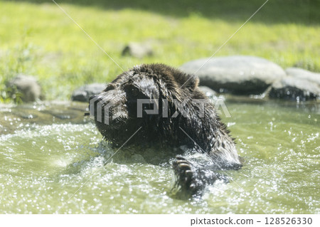 棕熊洗澡 128526330