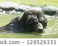 棕熊洗澡 128526331