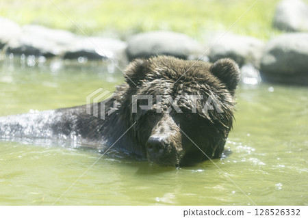 棕熊洗澡 128526332