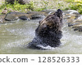 棕熊洗澡 128526333