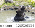 棕熊洗澡 128526334