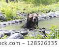 棕熊洗澡 128526335