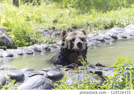 Brown bear bathing 128526335
