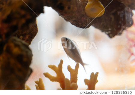 水族箱裡遊動的熱帶魚和珊瑚④ 水族箱裡遊動的熱帶魚和珊瑚④ 128526550