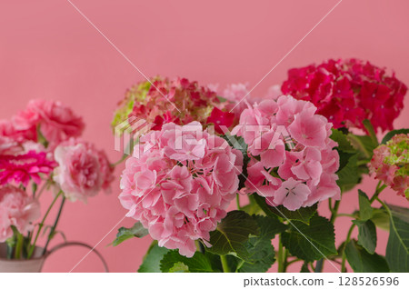 粉紅繡球花、康乃馨、母親節 粉紅繡球花、康乃馨、母親節 128526596